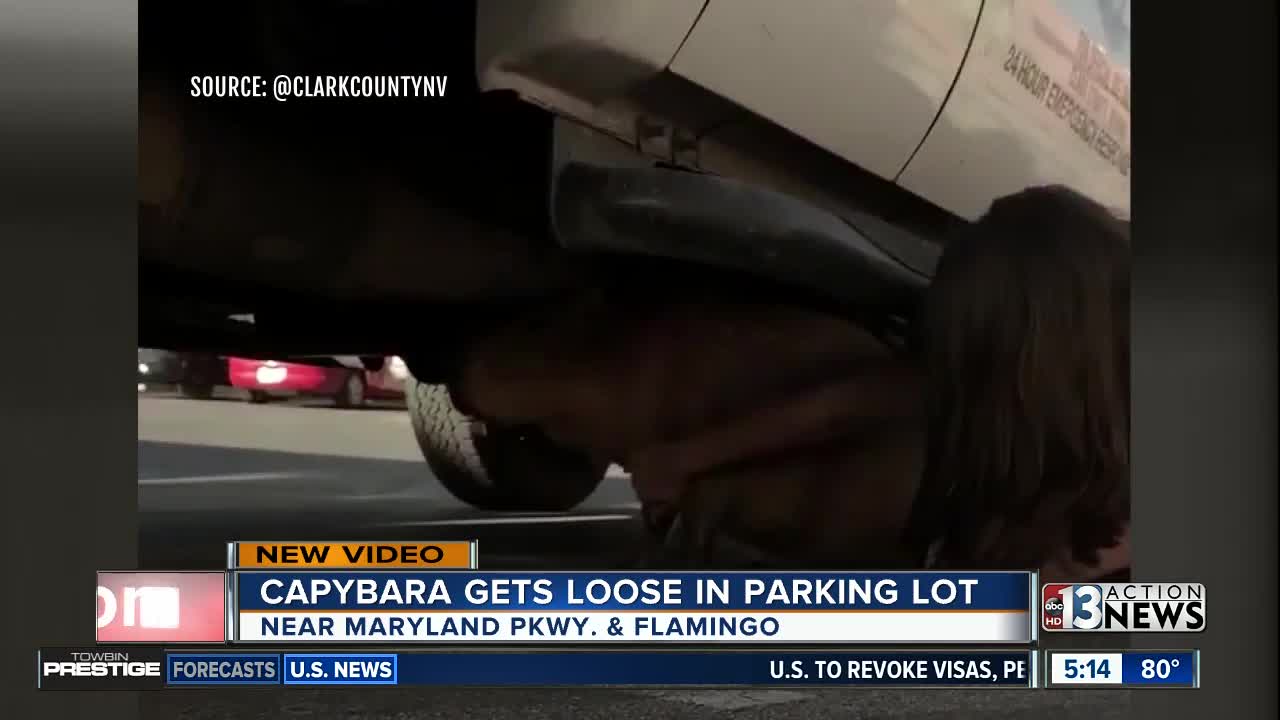 Capybara briefly gets loose in Las Vegas parking lot