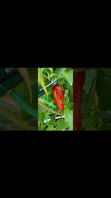 Picking the Red Jalapeno Pepper #gardening #garden