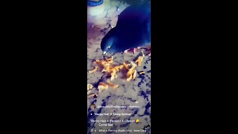 "Rocky Has A Passion X 🧀 Cheese 🐦🎶🎼 Come See