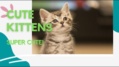 Cute Kittens Gatos Fofinhos