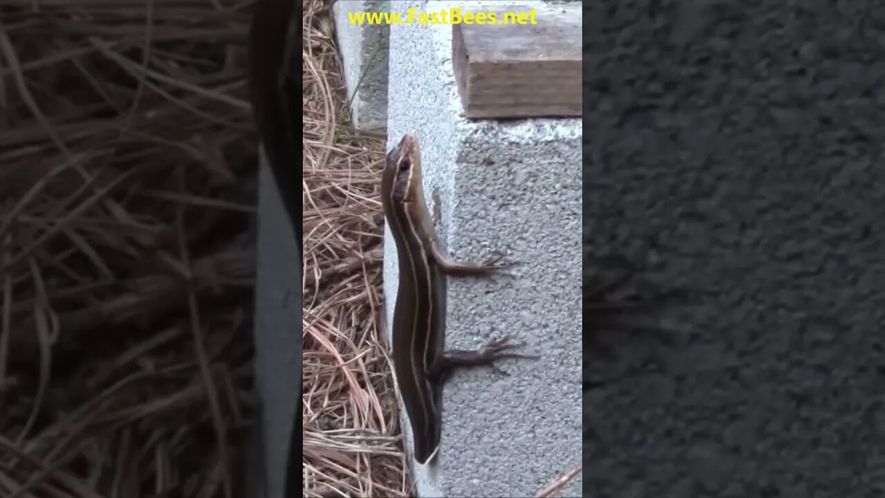 Fast Lizard Was on my Beehive