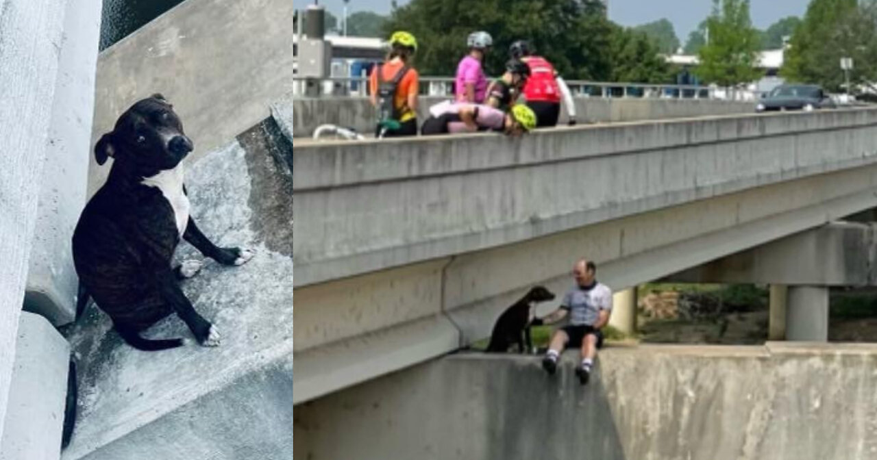 Cyclists Rescue Dog Stranded on Bridge in Texas: ‘Heroes Indeed’