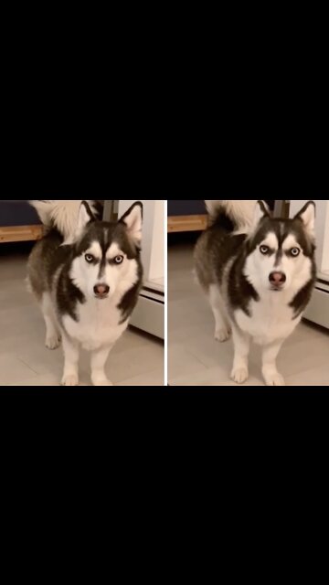 Have you ever seen a husky mixed with a corgi?