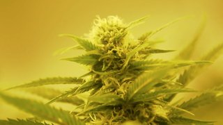 Utah Legalizes Medical Marijuana