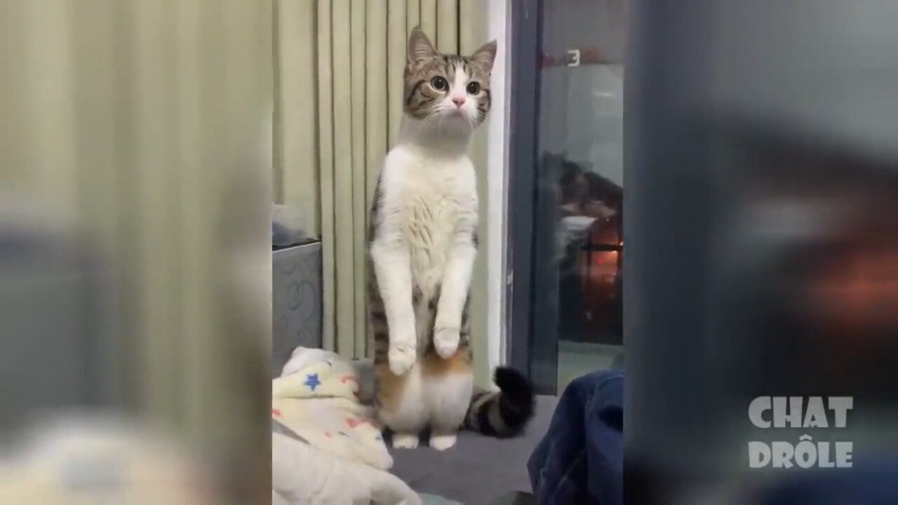 curious, funny and cute cats