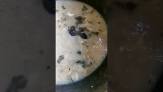 epic rat fight for food