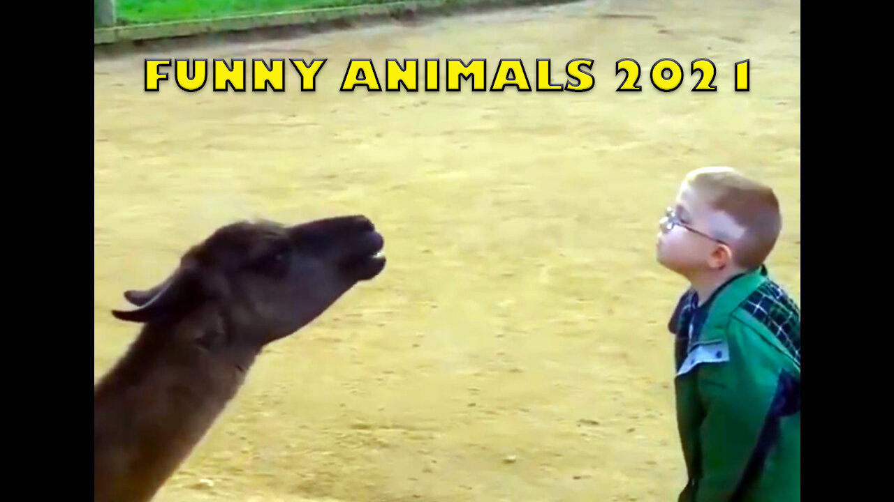 You can't stop Laughing Watching Funny Animals Compilation Vines 2021 | Video Dose