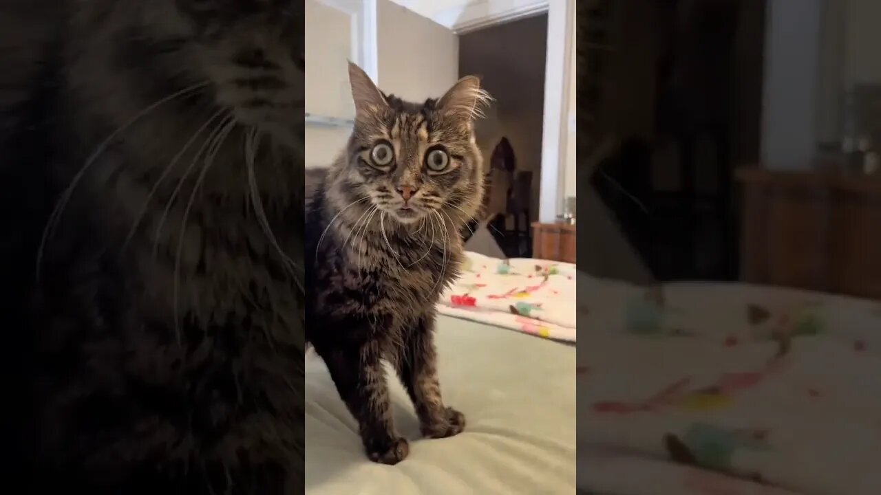 Cute Cat ❤️❤️ #funny #shorts #entertainment