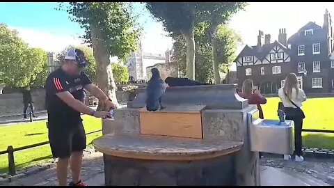 Raven bites tourist on the finger #toweroflondon