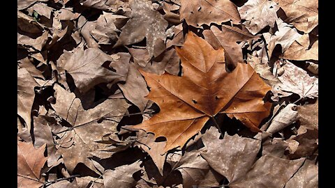 ASMR STEPPING ON DRY LEAF TO RELAX, SLEEP, MEDITATE...