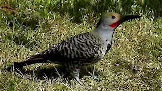 IECV NV #113 - 👀 Close Up With The Northern Flicker 6-21-2015