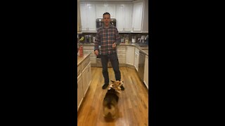 Bacon the corgi does tricks for treats