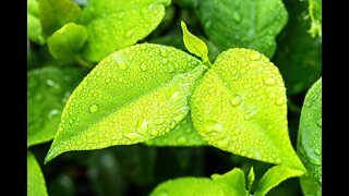 Monsoon rain