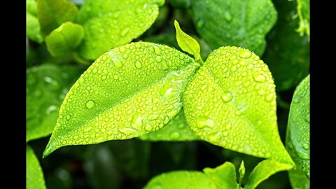 Monsoon rain