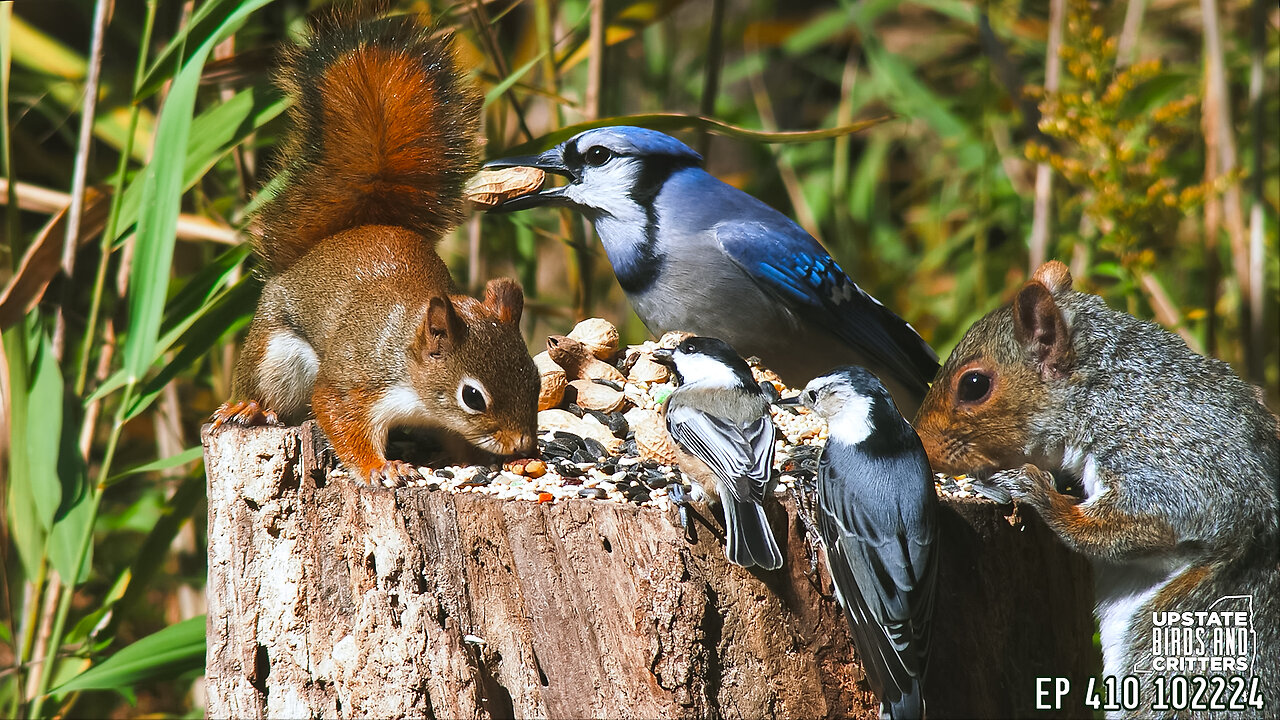 Upstate Birds And Critters: Ep 410— 102224 Cat TV Dog TV