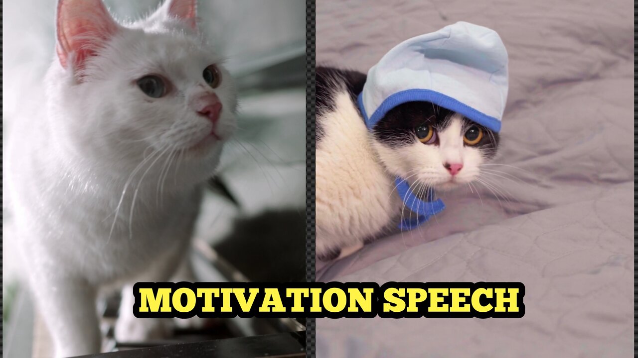 CAT MOTIVATIONAL SPEECH | baby cat video