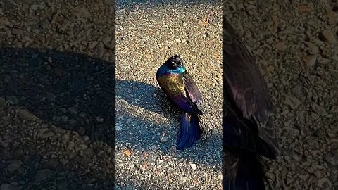 Possessed Bird attacks then hits a tree and dies 😱#birds #shorts #death