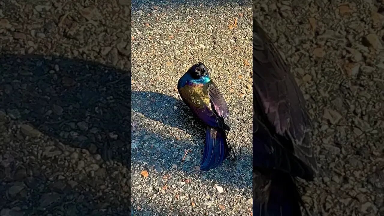 Possessed Bird attacks then hits a tree and dies 😱#birds #shorts #death