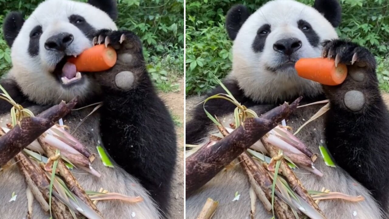 Very cute panda is eating carrot#viral