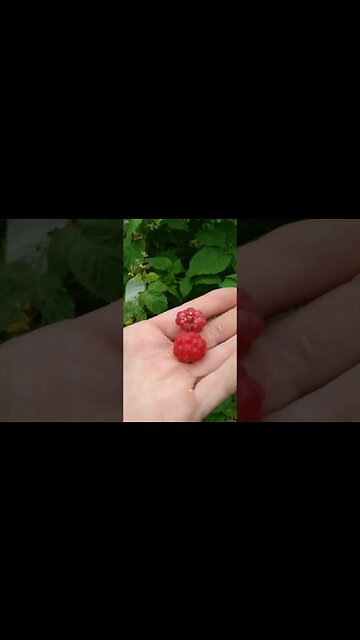 #raspberries #ontario #ohhighbud
