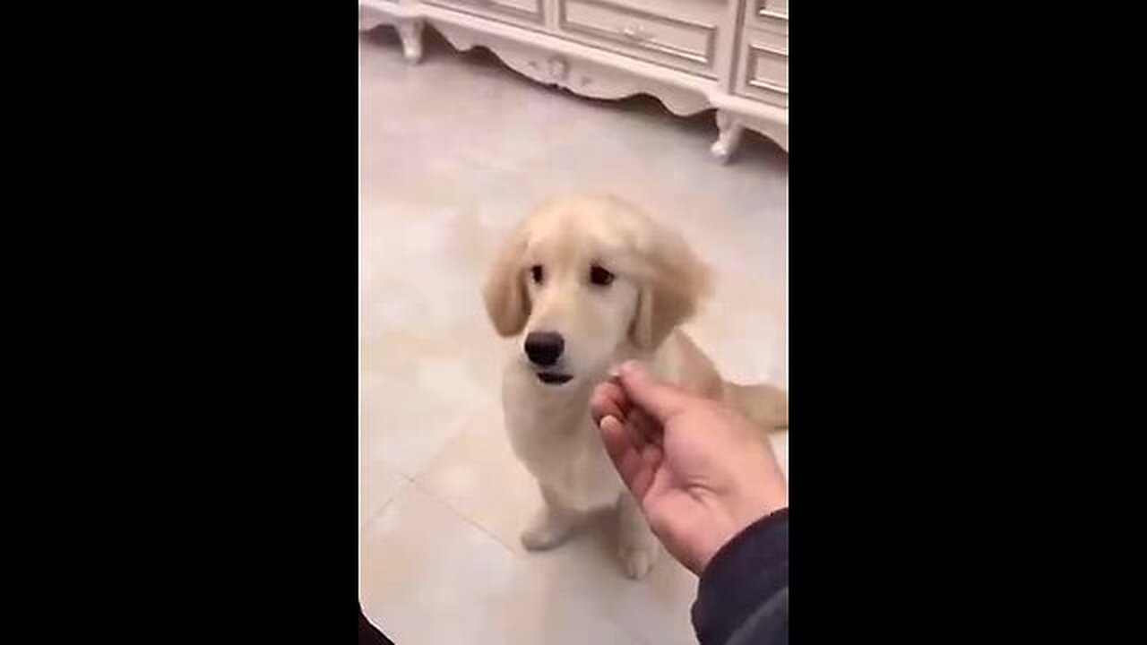 Cute Animals funny video 😆😆😆😆😆😆