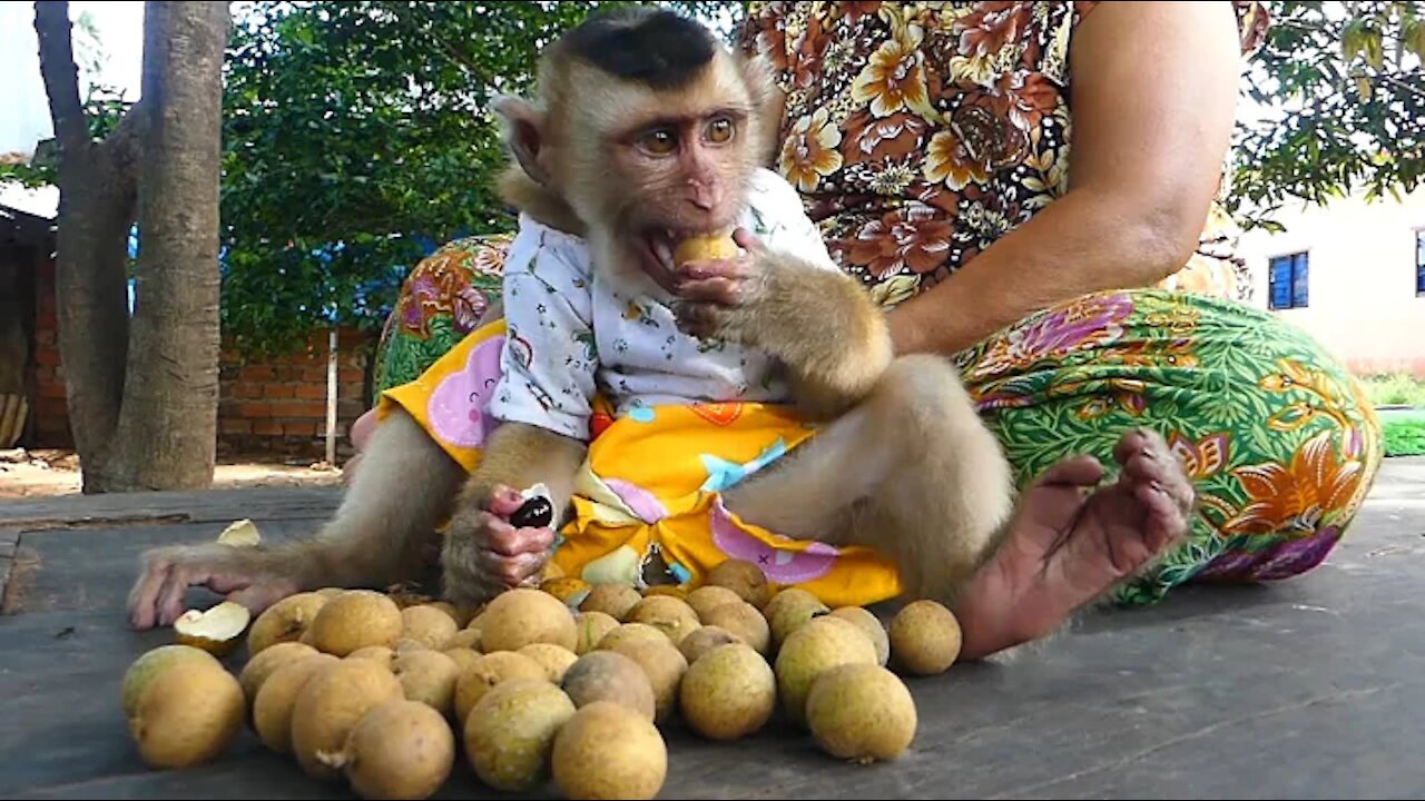 look like human / monkey Ross lazy with longan fruits