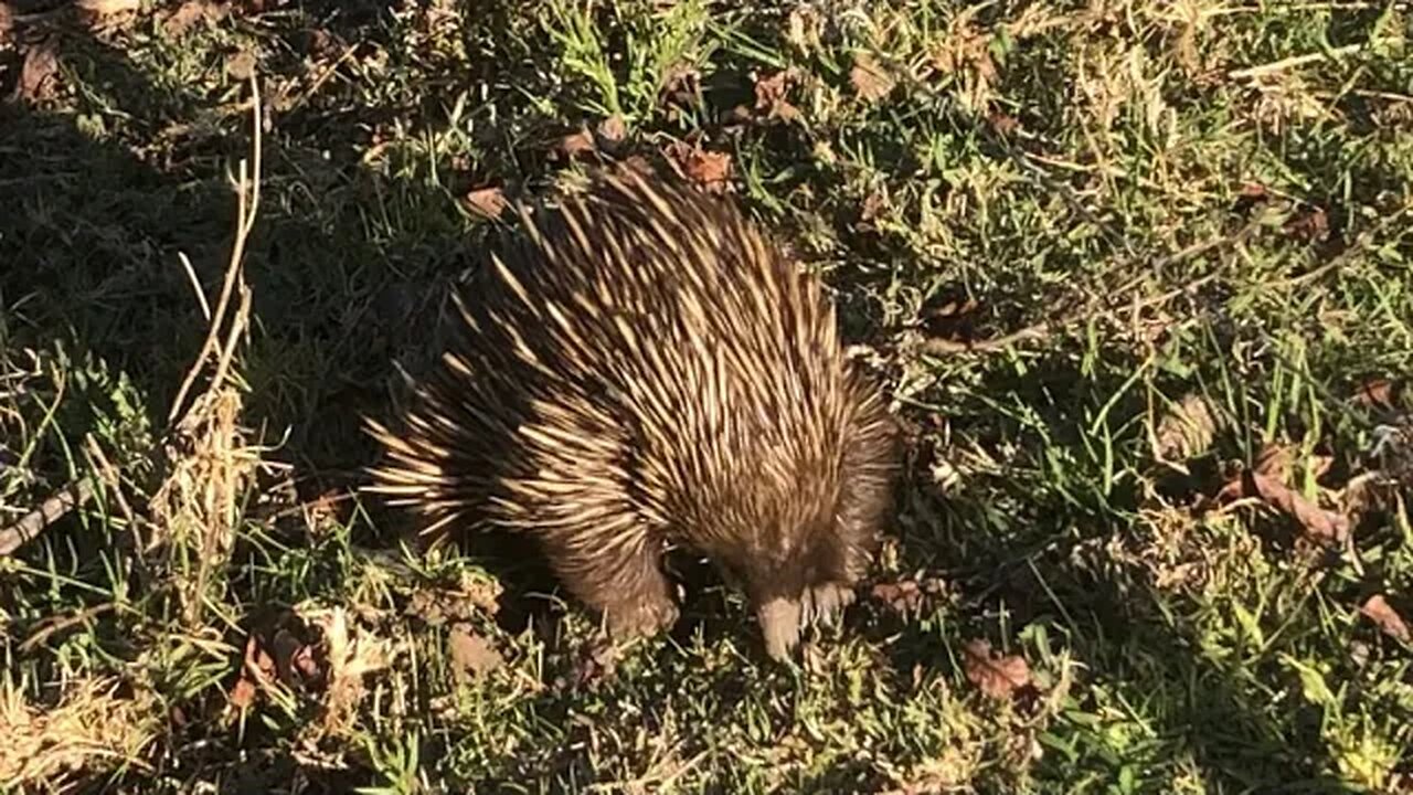 Removed a leech off an echidna #echidna