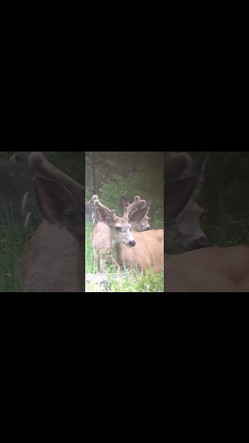 NEW GROWTH #shortsvideo #shortsfeed #wyoming #deer #deerhunting #velvet #provendeadly #muledeer