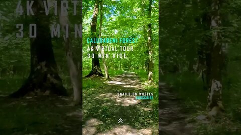 Calugareni Forest | Calugareni, Giurgiu | Ambiental music | 4k Virtual Tour | 🇷🇴