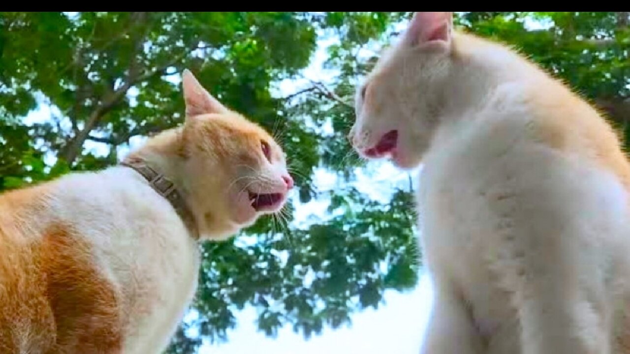 Two Angry Cat Close Fight & Paw Each Other | Very Closely Shoot |...