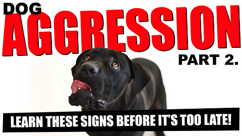 Dog aggression part 2: Red flags & Body language