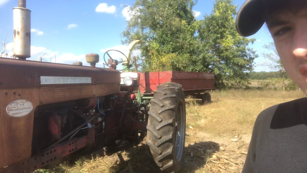 Farmall 560 and JD 34 chop silage