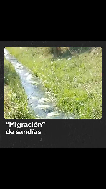 Sandías se trasladan por un río