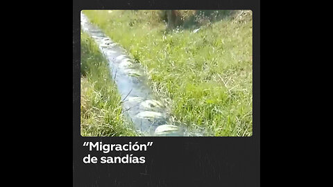 Sandías se trasladan por un río