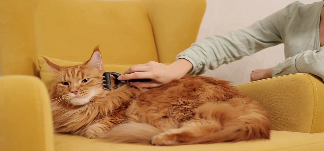 Cat So Sweet his Boss carrying always you watch him