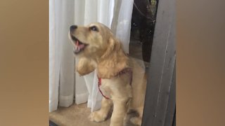 Cute Cocker Spaniels