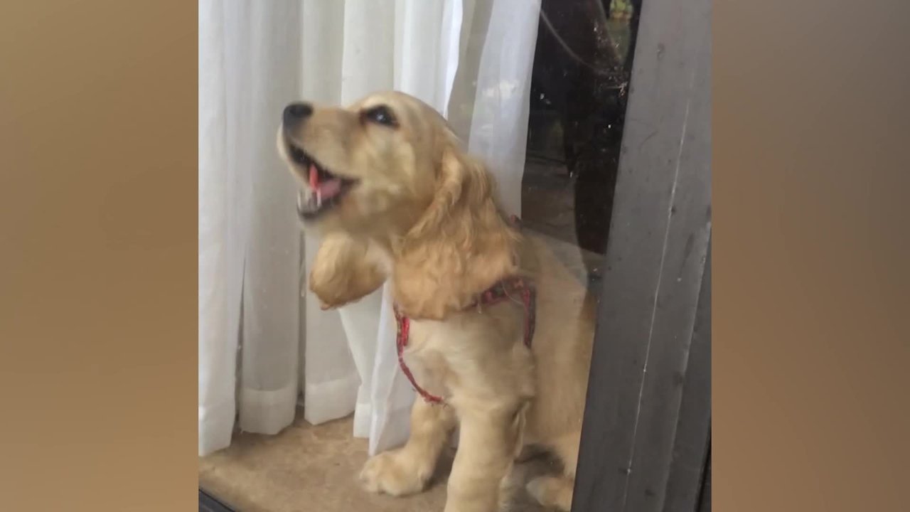 Cute Cocker Spaniels