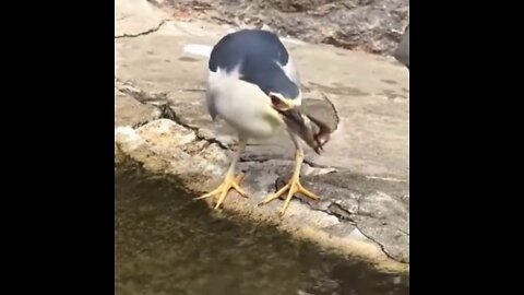 Heron Catch Fish