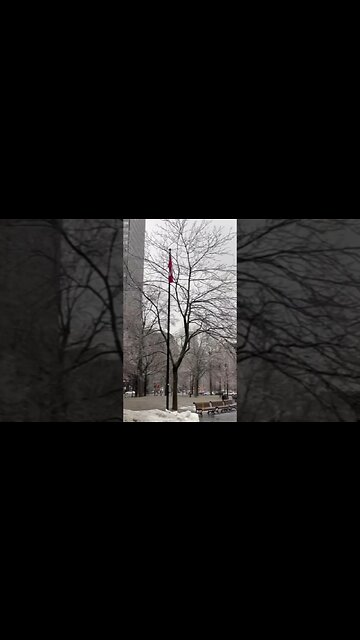 Montréal Tree Branch Turns Ice Glass