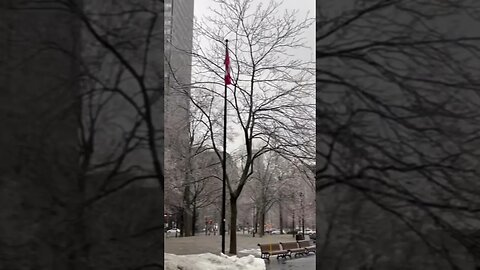Montréal Tree Branch Turns Ice Glass
