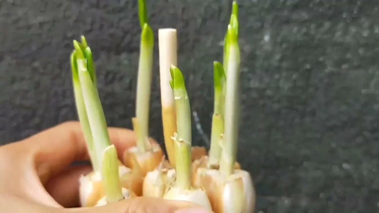 How to grow ginger, garlic, lemongrass at home