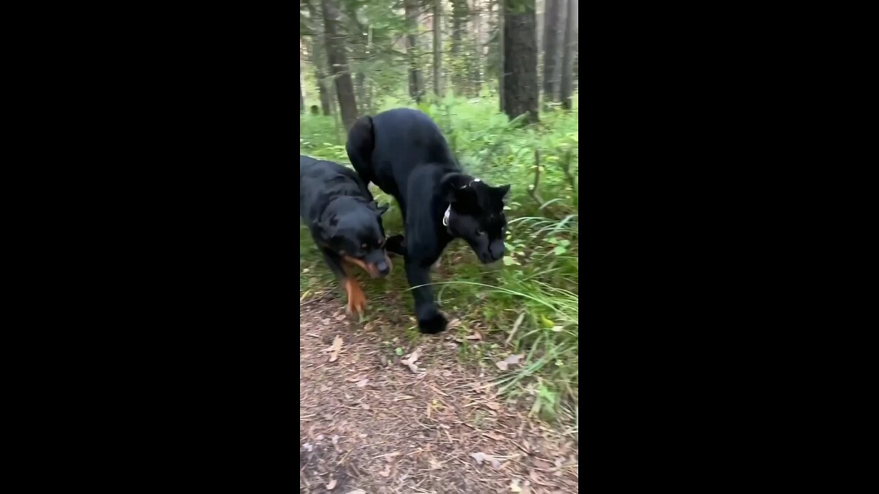 bog vs black panther fight 😱...