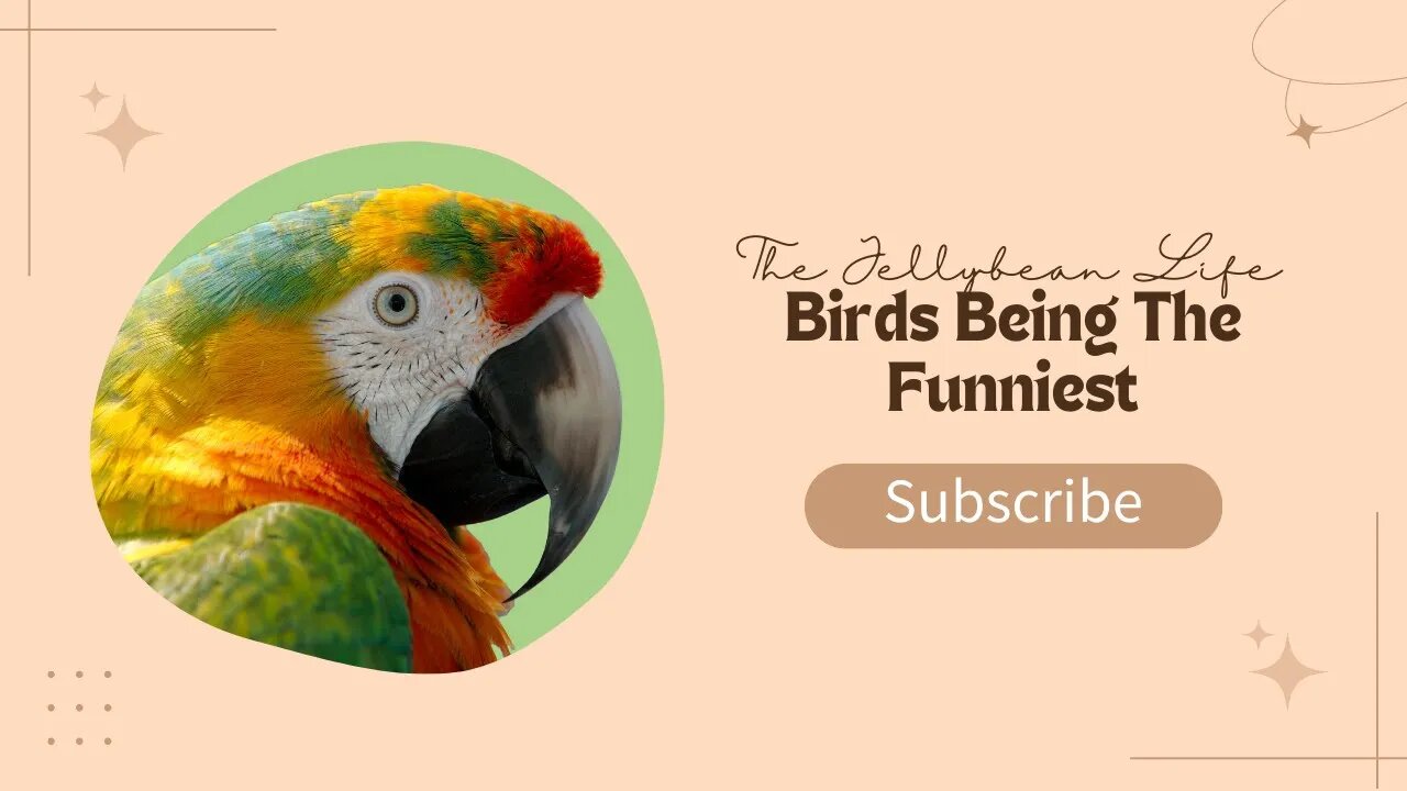 Birds Being the Funniest #7 | Funny Parrot Video Compilation 2022