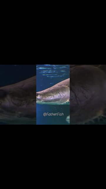 Mayur Dev vs Father Fish - Favorite Fish @MayurDevAquascaper #aquarium #nature