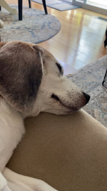 Dreaming Beagle 🐶