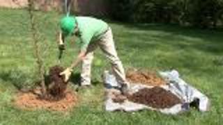 Fertilizing Trees