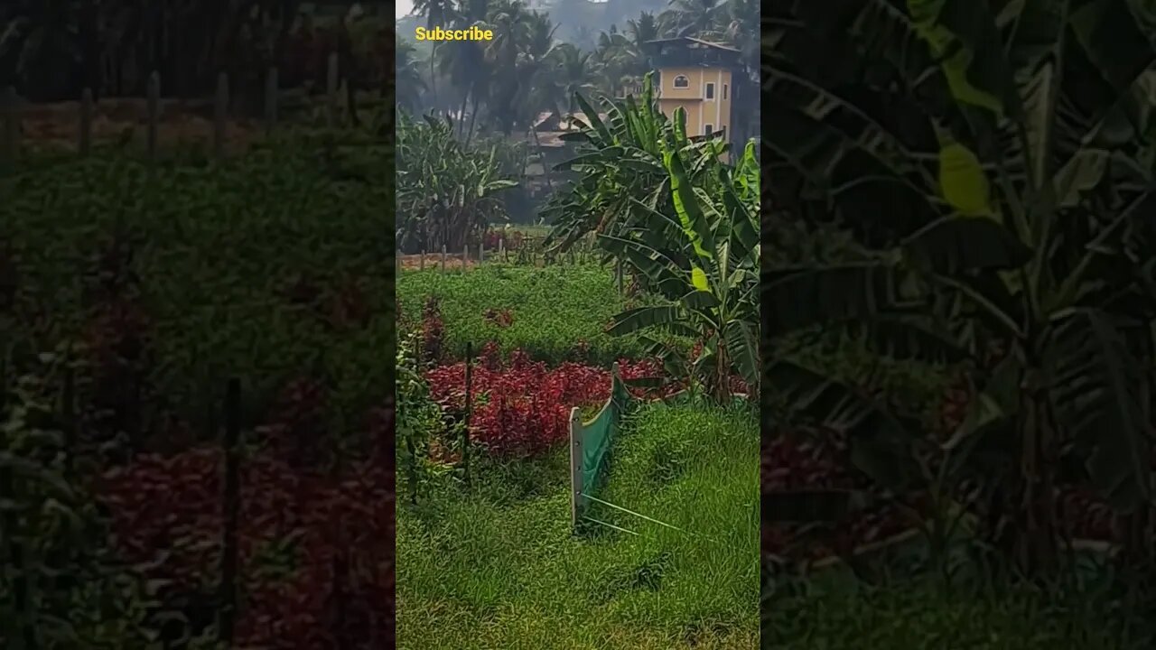 #naturephotography #youtubeshorts #shortvideo #viral #shorts #nature #vegetables #field #crops