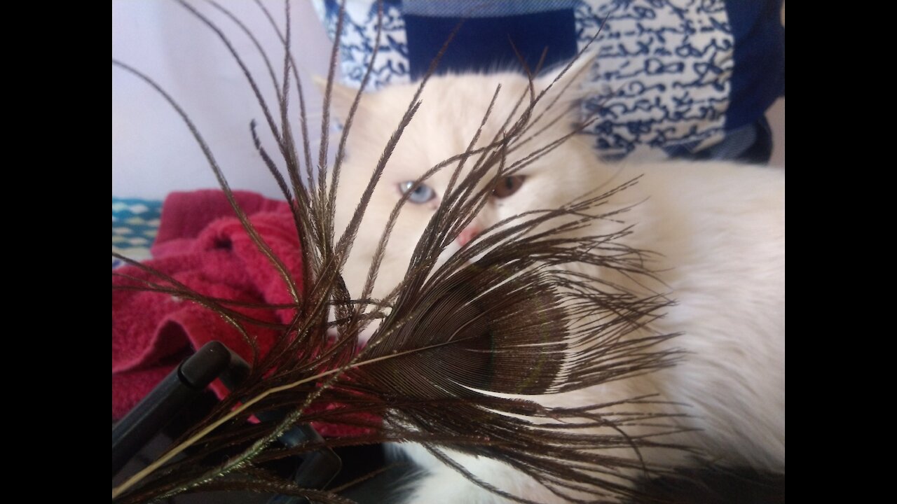 My Cat's favourite toy is peacock feather