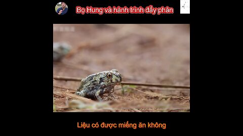 funny animals