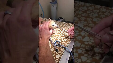 Huge parasite pulled from cats nose at the vets